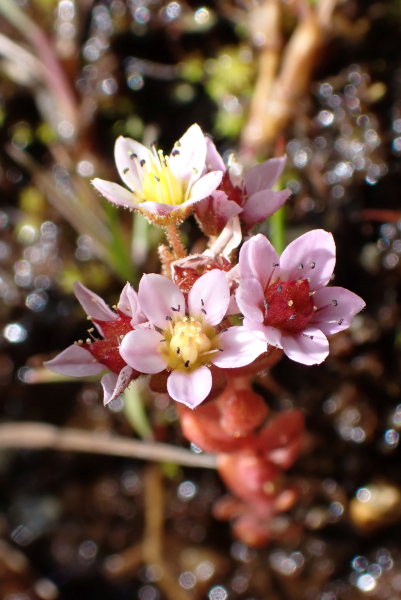 Pflanzenbild gross Moor-Mauerpfeffer - Sedum villosum