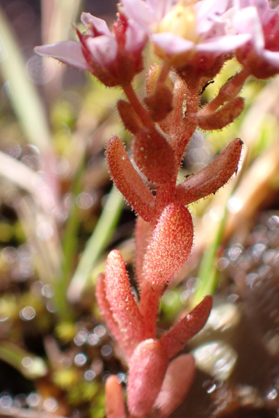 Pflanzenbild gross Moor-Mauerpfeffer - Sedum villosum