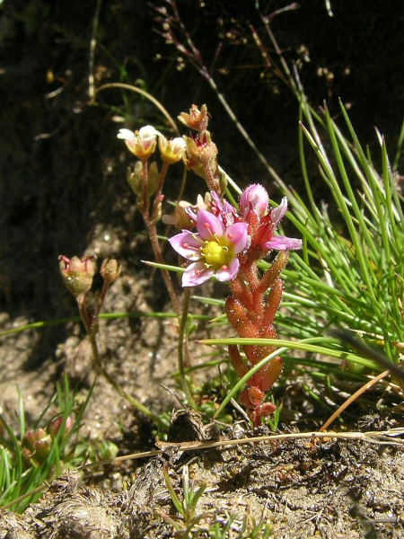 Pflanzenbild gross Moor-Mauerpfeffer - Sedum villosum