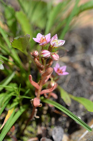 Pflanzenbild gross Moor-Mauerpfeffer - Sedum villosum