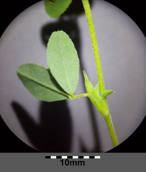 Pflanzenbild gross Gold-Klee - Trifolium aureum