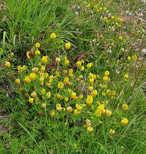 Pflanzenbild gross Gold-Klee - Trifolium aureum