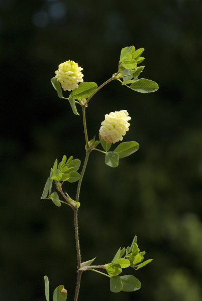 Pflanzenbild gross Gold-Klee - Trifolium aureum