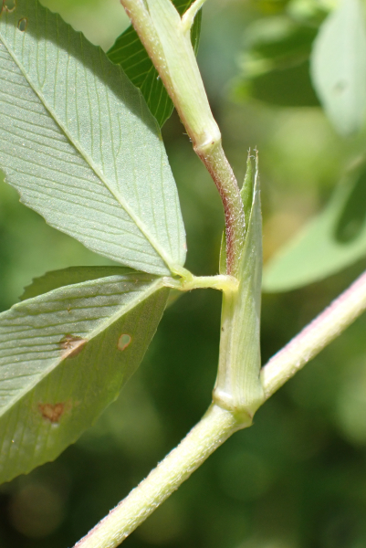 Pflanzenbild gross Gold-Klee - Trifolium aureum