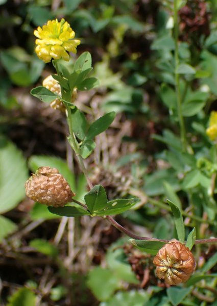 Pflanzenbild gross Gold-Klee - Trifolium aureum
