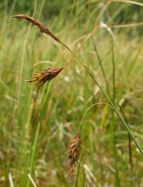 Pflanzenbild gross Schlamm-Segge - Carex limosa