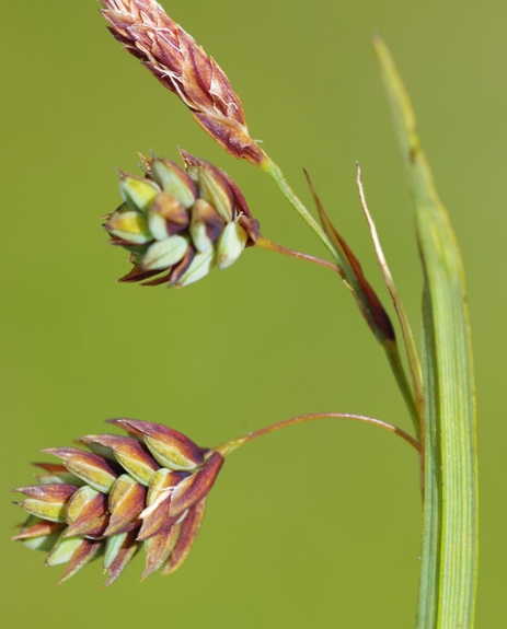 Pflanzenbild gross Schlamm-Segge - Carex limosa