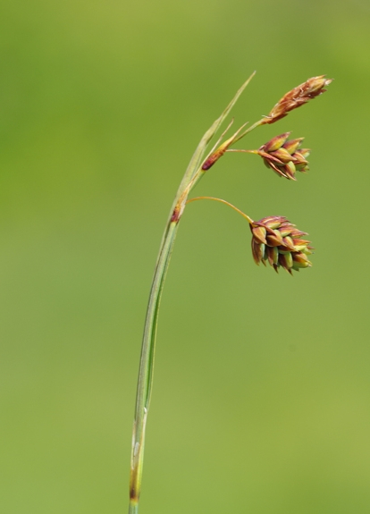 Pflanzenbild gross Schlamm-Segge - Carex limosa