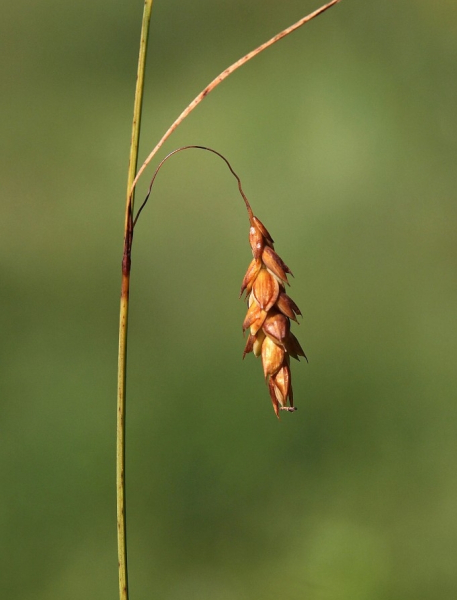 Pflanzenbild gross Schlamm-Segge - Carex limosa