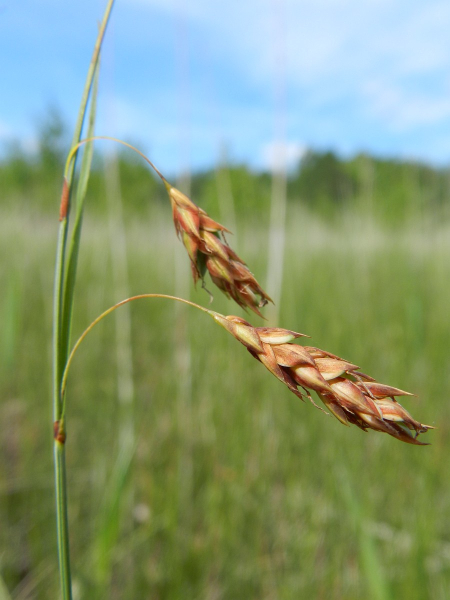 Pflanzenbild gross Schlamm-Segge - Carex limosa