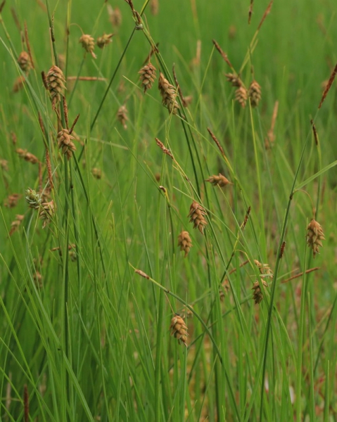 Pflanzenbild gross Schlamm-Segge - Carex limosa