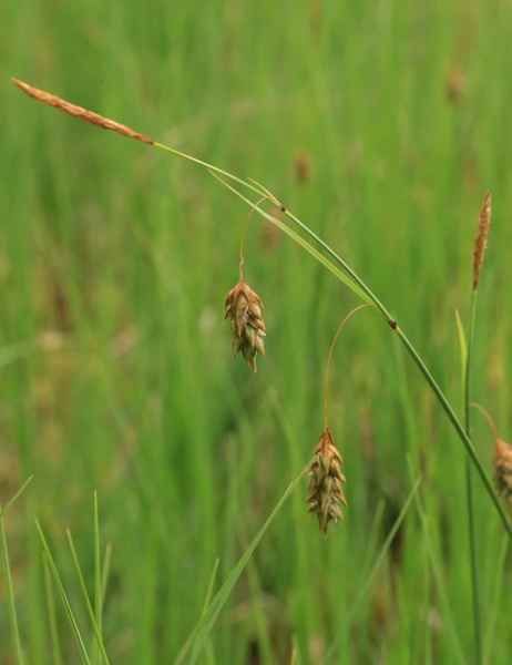 Pflanzenbild gross Schlamm-Segge - Carex limosa