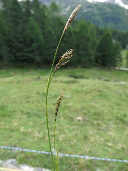 Pflanzenbild gross Immergrüne Segge - Carex sempervirens