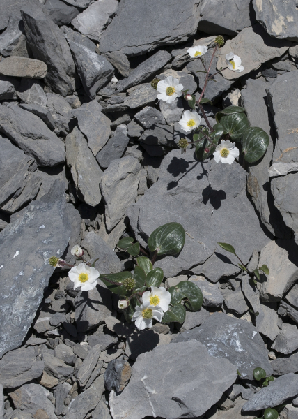 Pflanzenbild gross Herzblatt-Hahnenfuss - Ranunculus parnassiifolius