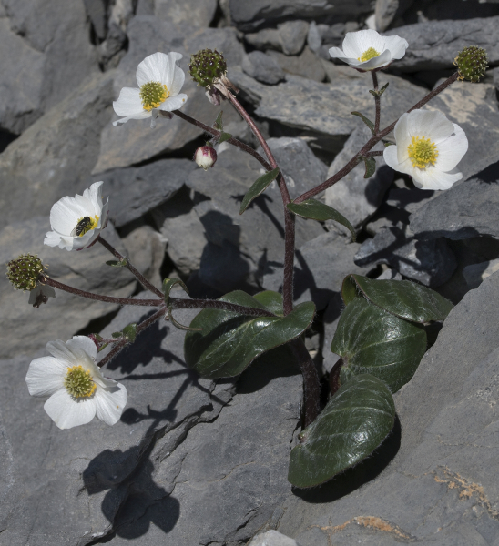 Pflanzenbild gross Herzblatt-Hahnenfuss - Ranunculus parnassiifolius