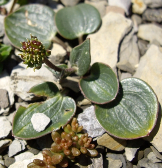 Pflanzenbild gross Herzblatt-Hahnenfuss - Ranunculus parnassiifolius