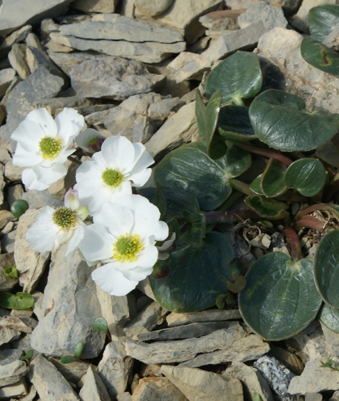 Pflanzenbild gross Herzblatt-Hahnenfuss - Ranunculus parnassiifolius
