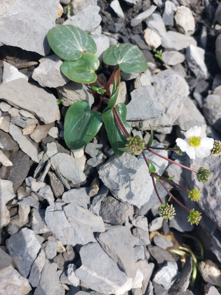 Pflanzenbild gross Herzblatt-Hahnenfuss - Ranunculus parnassiifolius