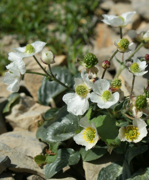 Pflanzenbild gross Herzblatt-Hahnenfuss - Ranunculus parnassiifolius