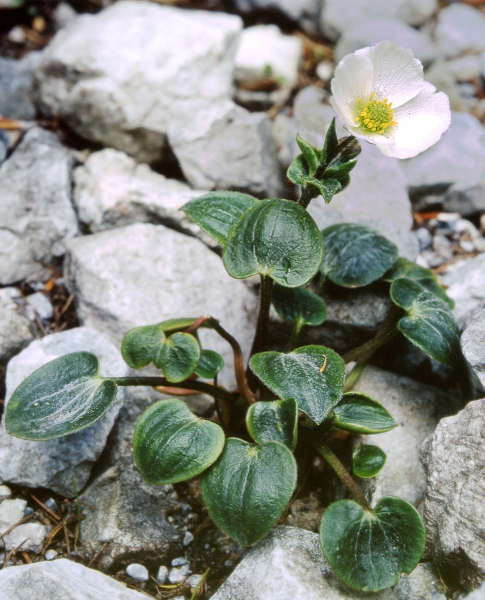 Pflanzenbild gross Herzblatt-Hahnenfuss - Ranunculus parnassiifolius
