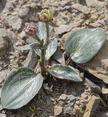 Pflanzenbild gross Herzblatt-Hahnenfuss - Ranunculus parnassiifolius