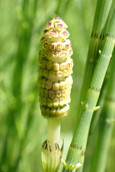 Pflanzenbild gross Schlamm-Schachtelhalm - Equisetum fluviatile
