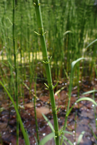 Pflanzenbild gross Schlamm-Schachtelhalm - Equisetum fluviatile