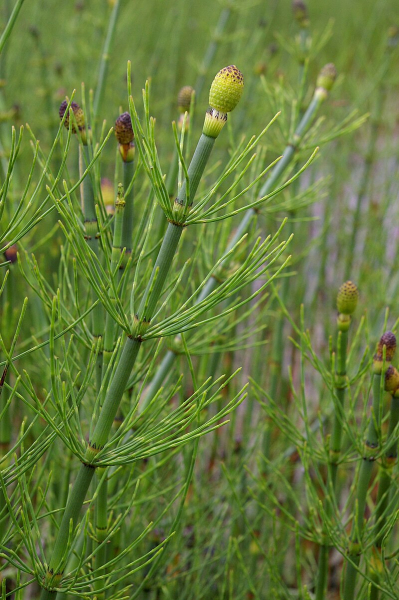 Pflanzenbild gross Schlamm-Schachtelhalm - Equisetum fluviatile