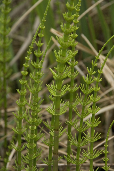 Pflanzenbild gross Schlamm-Schachtelhalm - Equisetum fluviatile