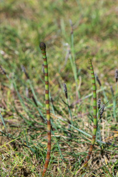 Pflanzenbild gross Schlamm-Schachtelhalm - Equisetum fluviatile