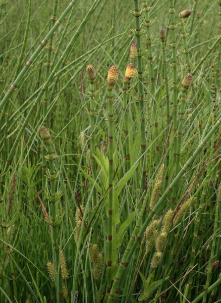 Pflanzenbild gross Schlamm-Schachtelhalm - Equisetum fluviatile