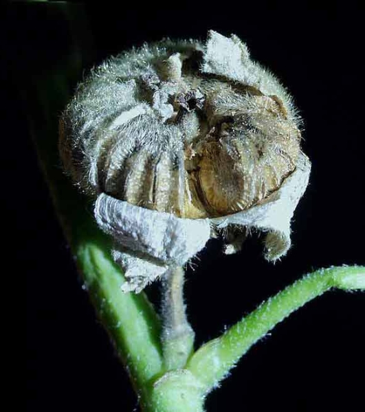 Pflanzenbild gross Garten-Stockrose - Alcea rosea