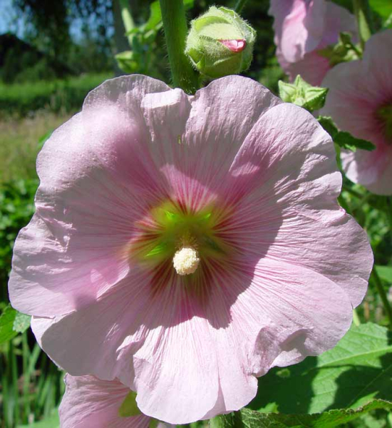 Pflanzenbild gross Garten-Stockrose - Alcea rosea