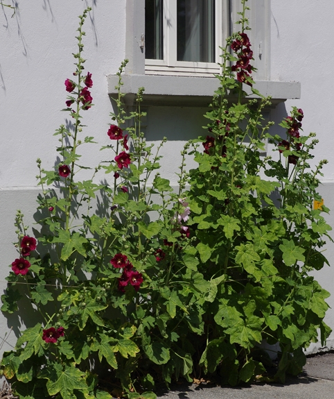 Pflanzenbild gross Garten-Stockrose - Alcea rosea