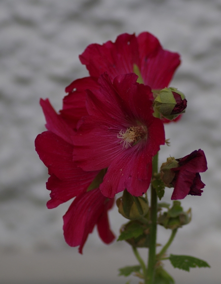Pflanzenbild gross Garten-Stockrose - Alcea rosea