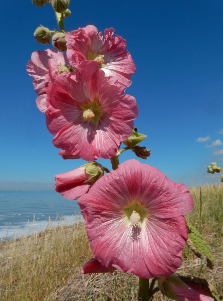 Pflanzenbild gross Garten-Stockrose - Alcea rosea