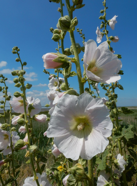 Pflanzenbild gross Garten-Stockrose - Alcea rosea