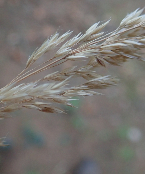 Pflanzenbild gross Wolliges Reitgras - Calamagrostis villosa