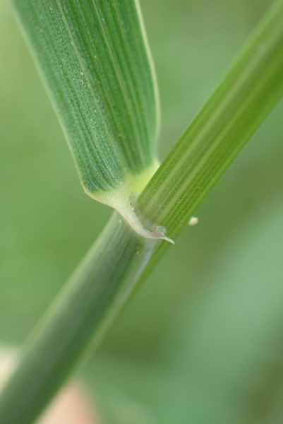 Pflanzenbild gross Kriechende Quecke - Elymus repens