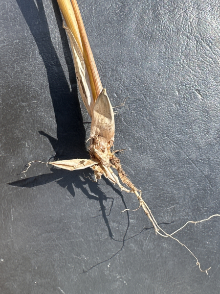 Pflanzenbild gross Wald-Schwingel - Festuca altissima