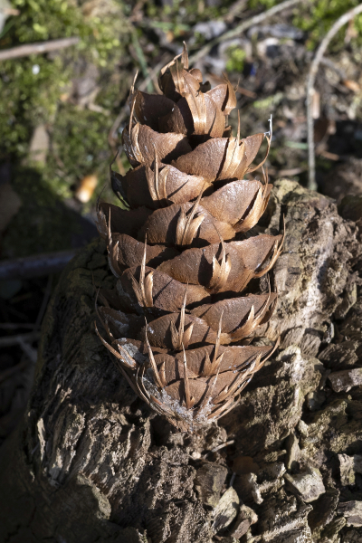 Pflanzenbild gross Douglasfichte - Pseudotsuga menziesii
