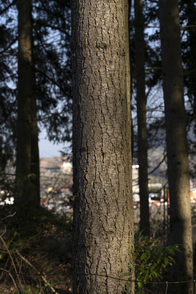 Pflanzenbild gross Douglasfichte - Pseudotsuga menziesii