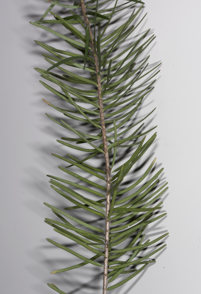 Pflanzenbild gross Douglasfichte - Pseudotsuga menziesii