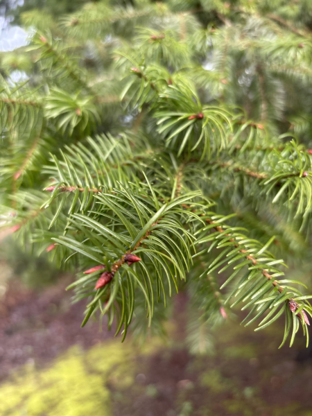 Pflanzenbild gross Douglasfichte - Pseudotsuga menziesii