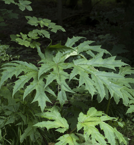 Pflanzenbild gross Riesen-Bärenklau - Heracleum mantegazzianum