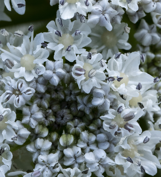 Pflanzenbild gross Riesen-Bärenklau - Heracleum mantegazzianum
