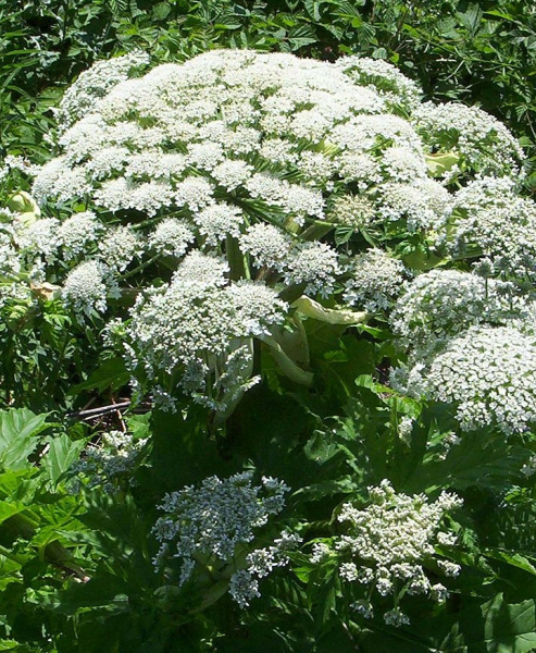 Pflanzenbild gross Riesen-Bärenklau - Heracleum mantegazzianum