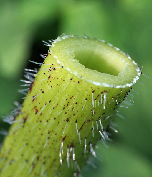 Pflanzenbild gross Riesen-Bärenklau - Heracleum mantegazzianum