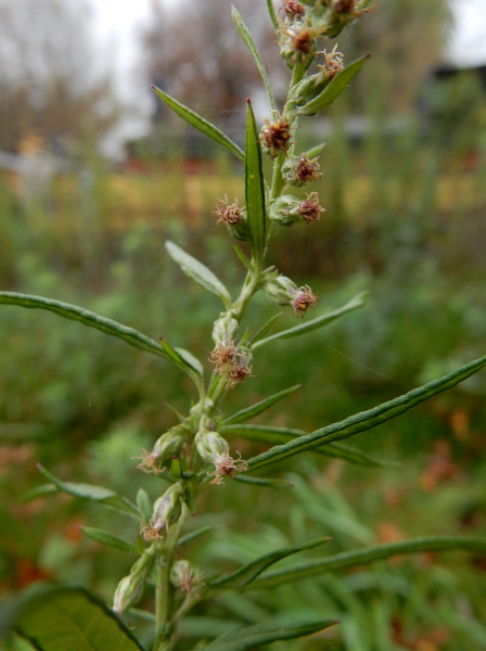 Pflanzenbild gross Verlotscher Beifuss - Artemisia verlotiorum