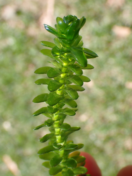 Pflanzenbild gross Kanadische Wasserpest - Elodea canadensis